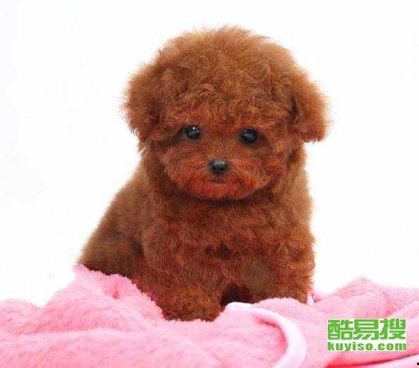 天门泰迪爆料视频最新,事件背后惊人真相  第3张