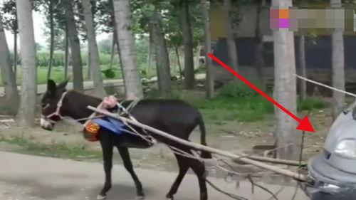 爆料二驴卖车视频大全,揭秘网红带货新潮流 第3张 爆料二驴卖车视频大全,揭秘网红带货新潮流 第3张